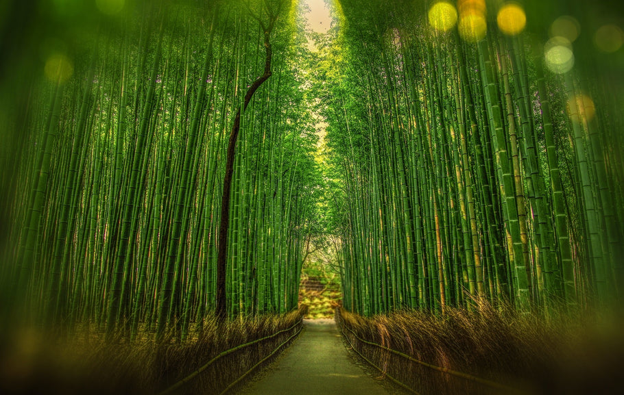 Top 20 Important Bamboo Species